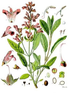 300px-Salvia_officinalis_-_Köhler–s_Medizinal-Pflanzen-126
